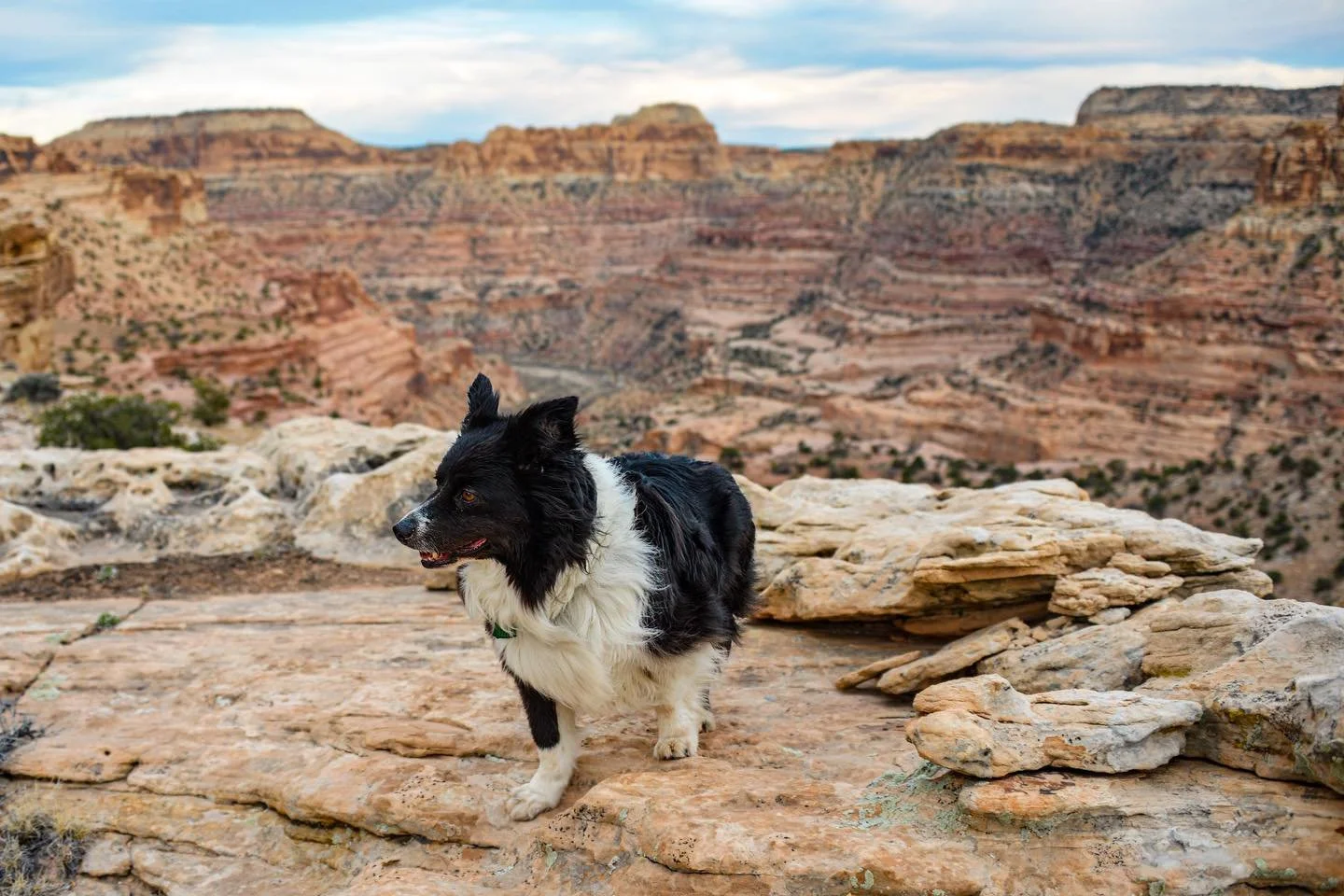 George taking in the desert on a short exploration from camp.  Enjoying some time in the desert before getting into hopefully a good spring skiing season!  #desertdog #adventuredog #campingwithdogs #camping #desert