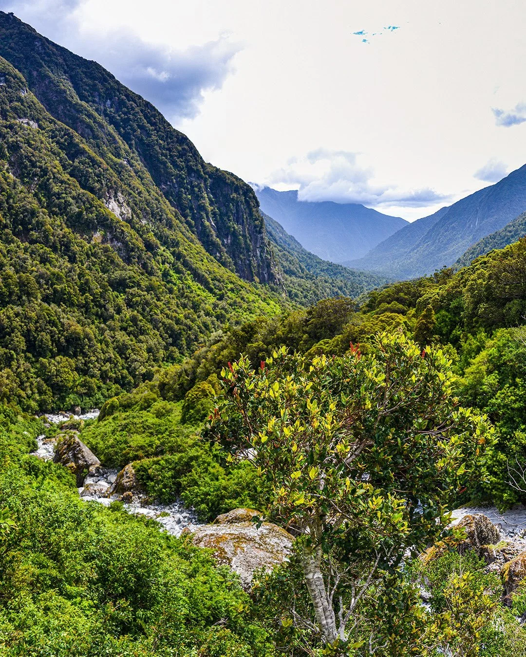 Taking in the views down the canyon after a swinging bridge crossing.  The bridges really provided some great views and a nice break from the dense bush!  #hike #hiking #hikingadventures #newzealand #newzealandtrip