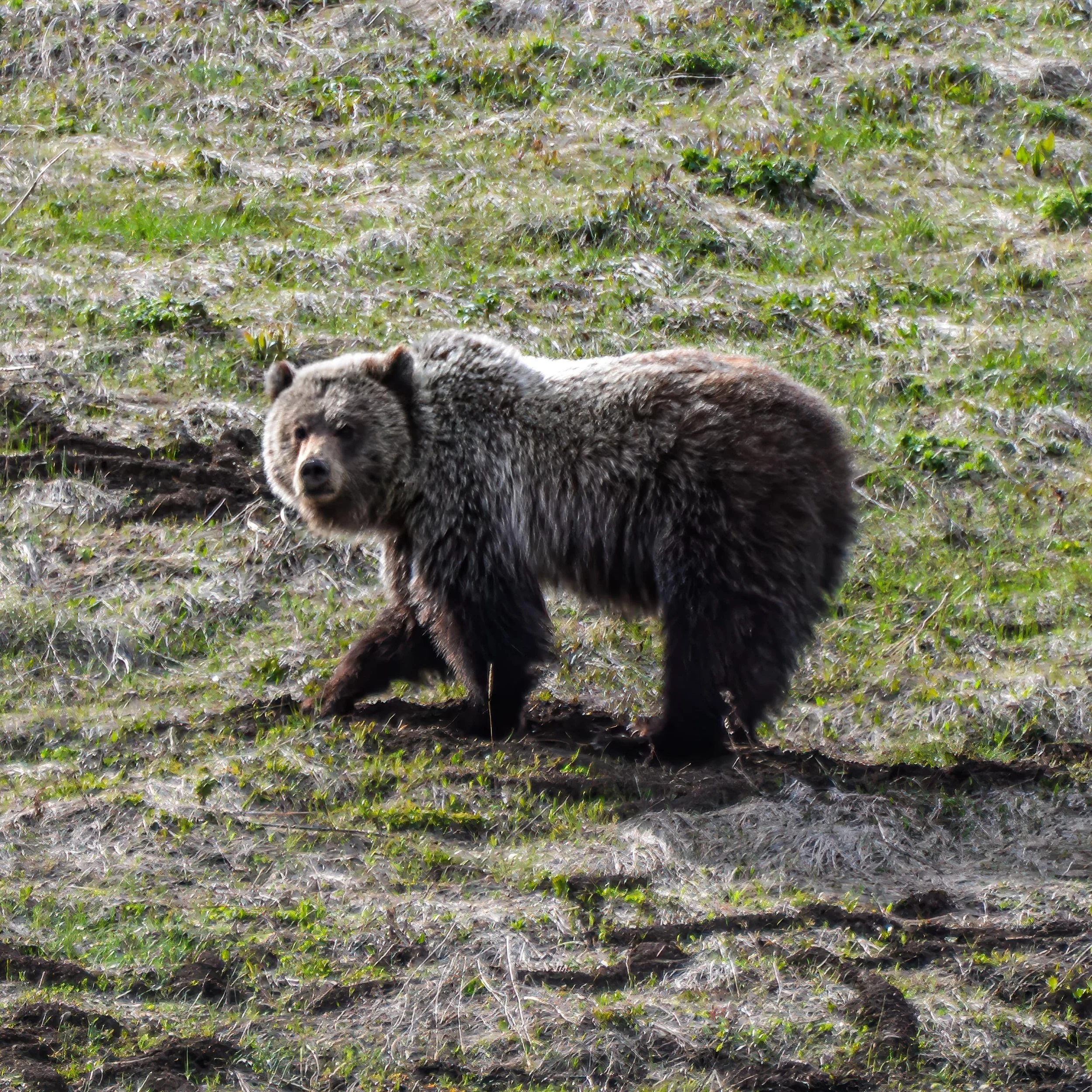 Skiers weren&rsquo;t the only ones out and about in the Beartooths this past weekend!  This bear was busy foraging and stocking up on food after a long winters&rsquo; nap!  #bear #grizzlybear #wildlife #wildlifephotography #yellowstonenationalpark