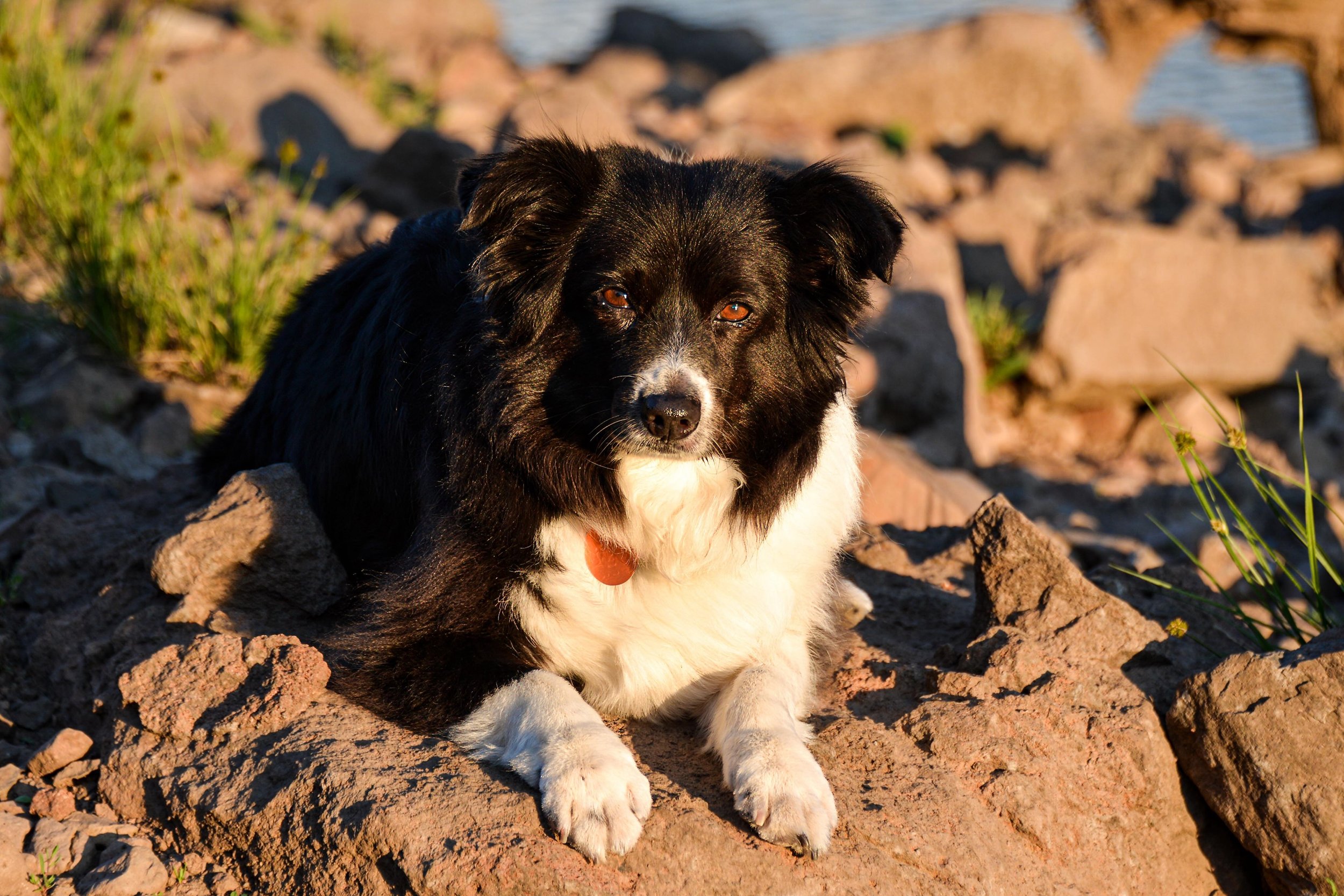 Some snapshots from family camp in August, with a heavy dose of George because he you cant have enough fluffy cuteness, right?!&hellip; #camping #campinglife #adventuredog #montana #summerinmontana