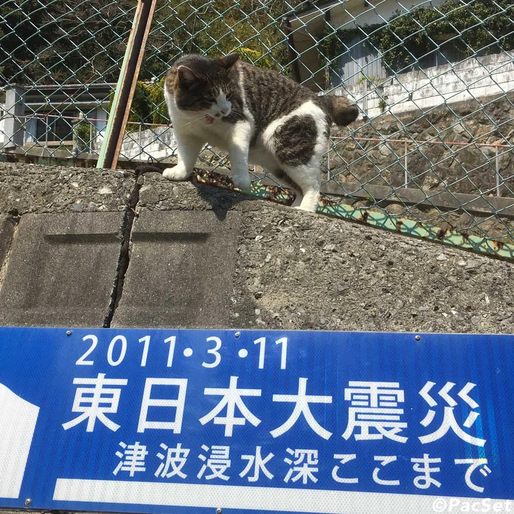 sqPAWPAT19_6.jpg