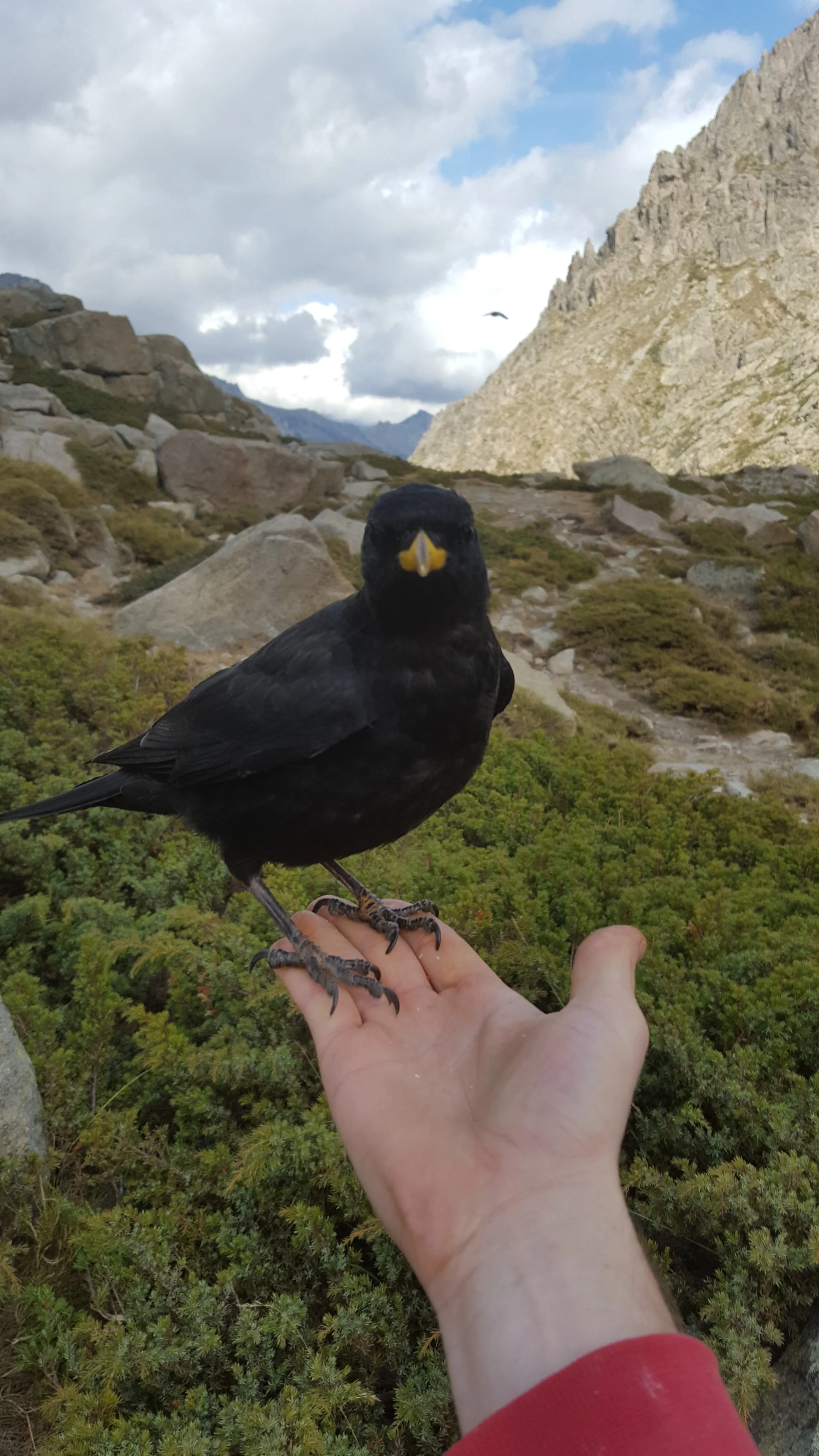 Bird 1.jpg