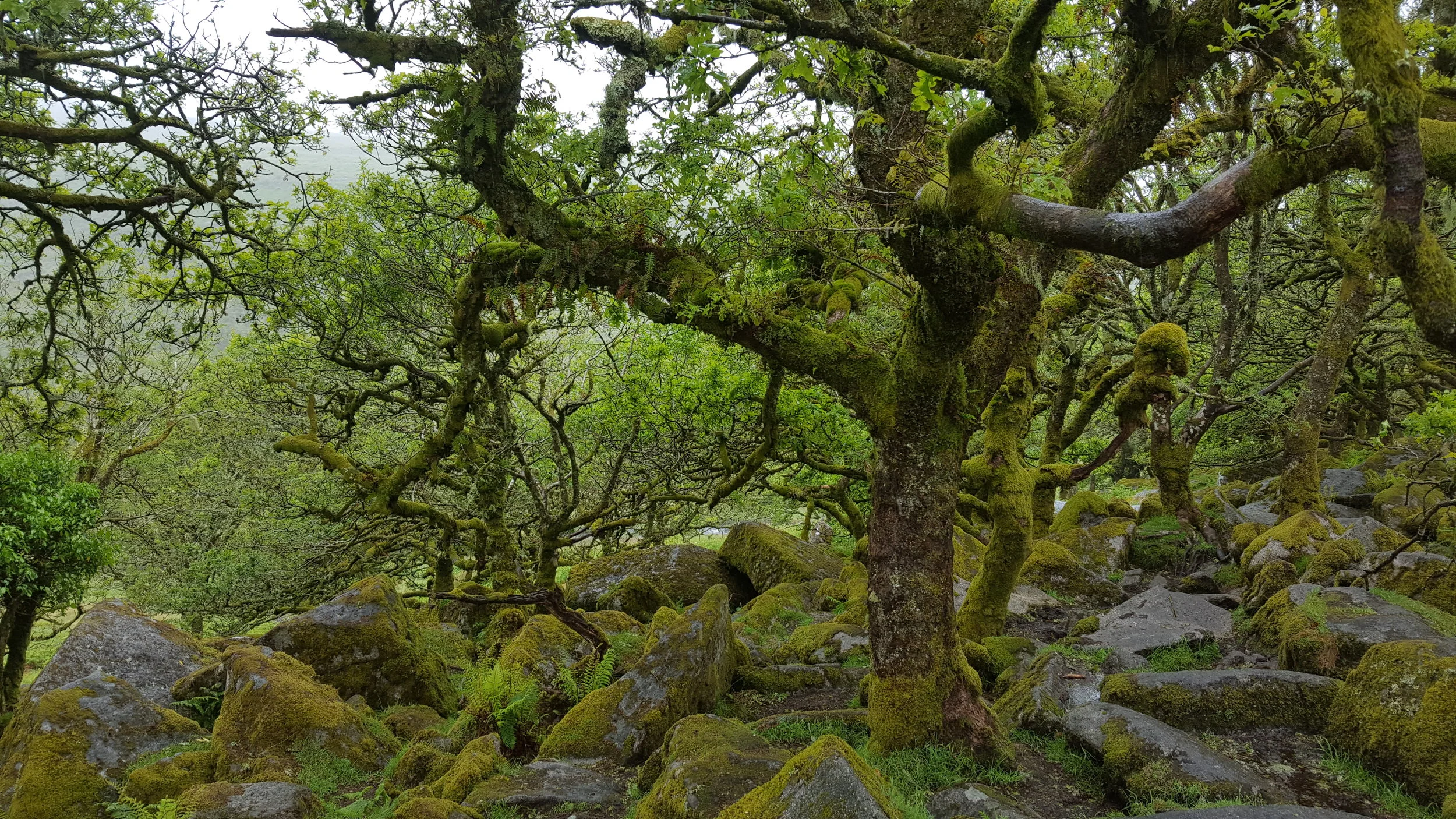 forest1.jpg