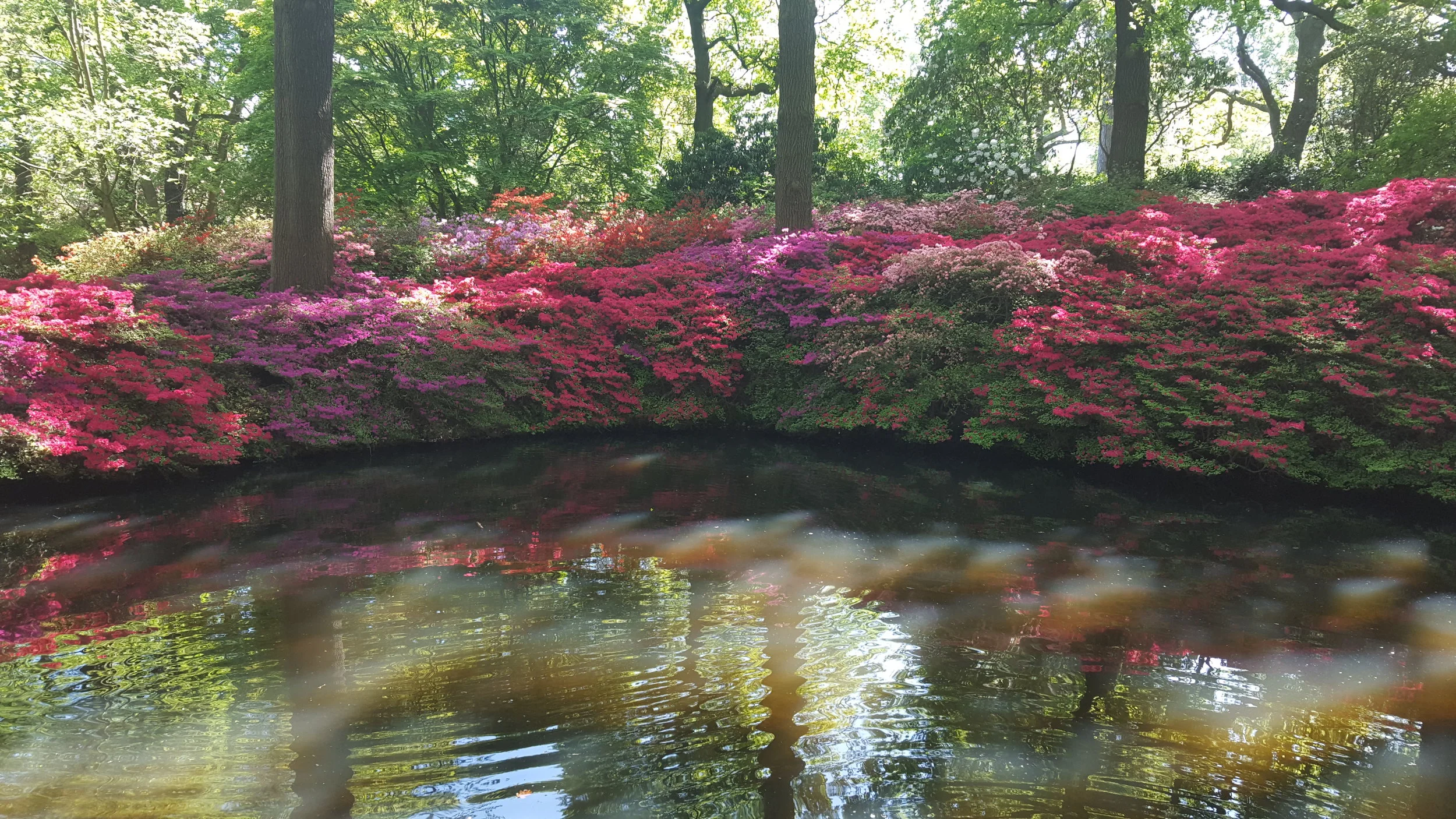 Reflection flowers.jpg