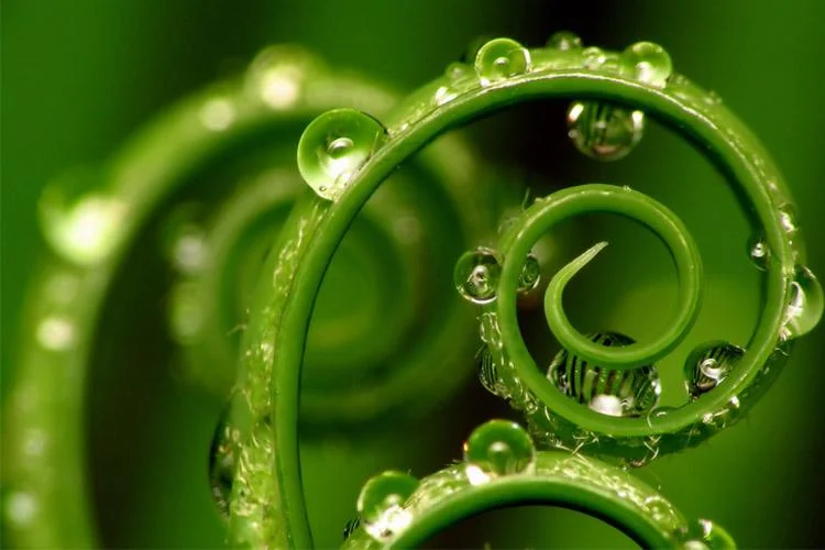 Fibonacci green2.jpg