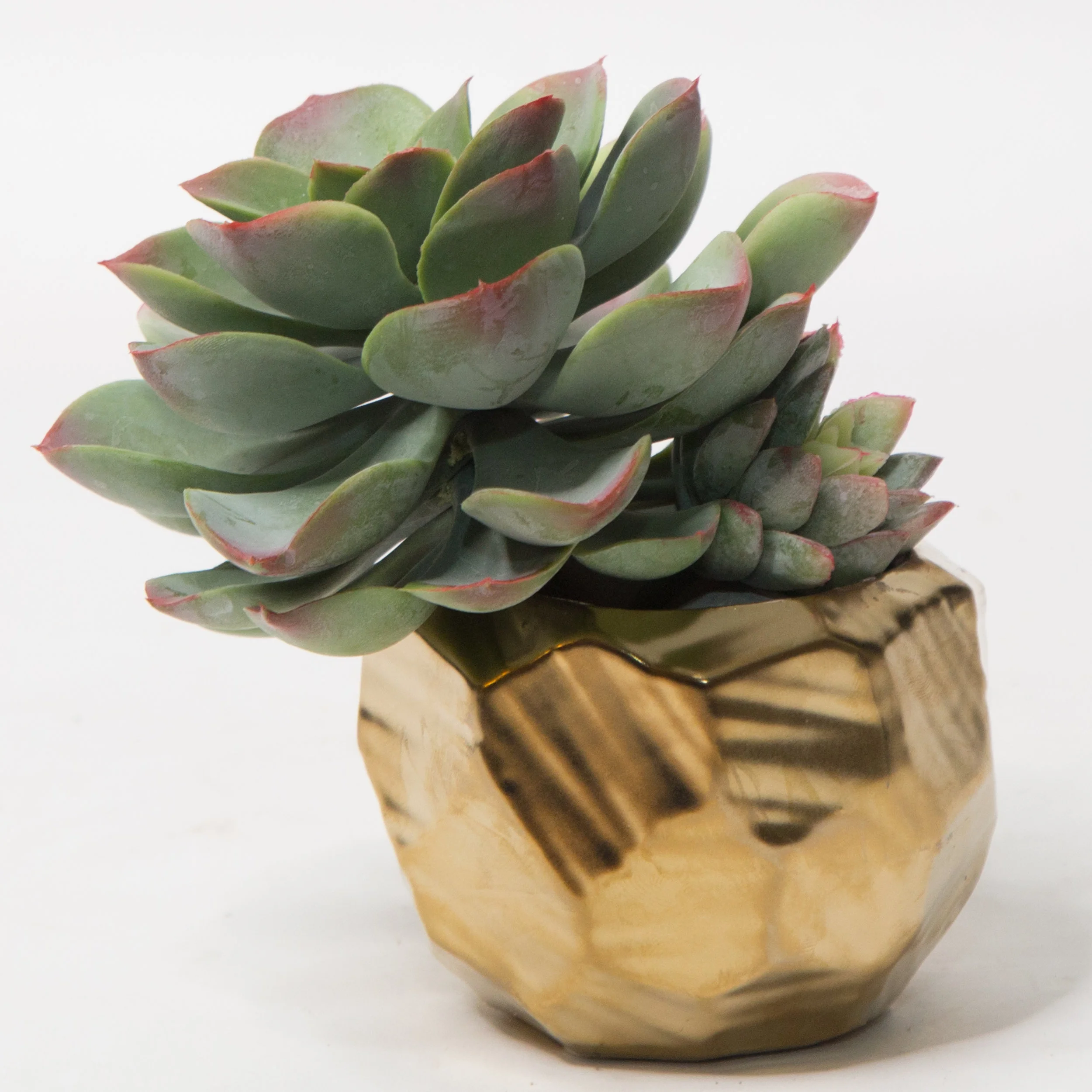 AC-SA016 GOLD CERAMIC VASE SUCCULENTS ARRANGEMENT