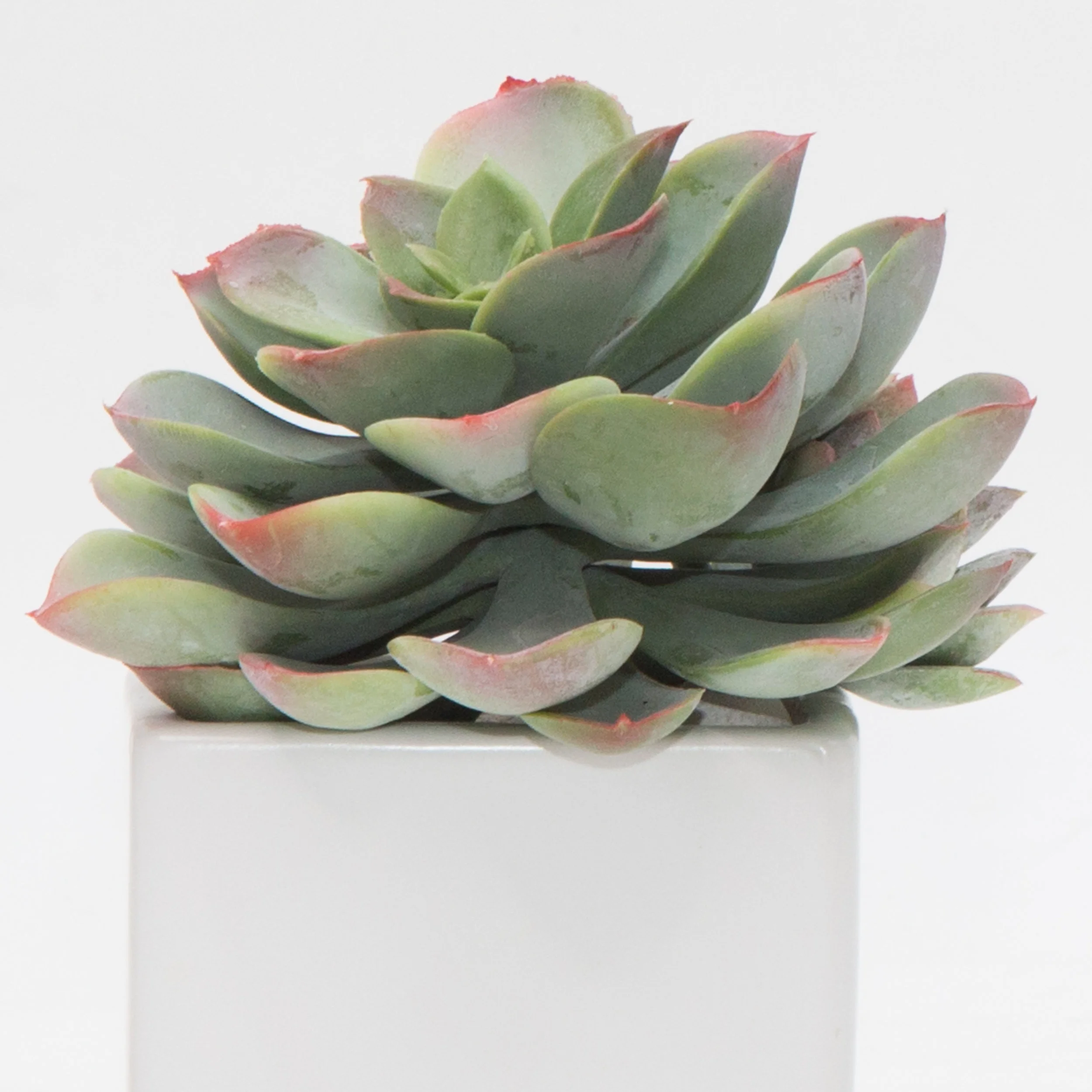 AC-SA015 SILVER CERAMIC VASE SUCCULENTS ARRANGEMENT