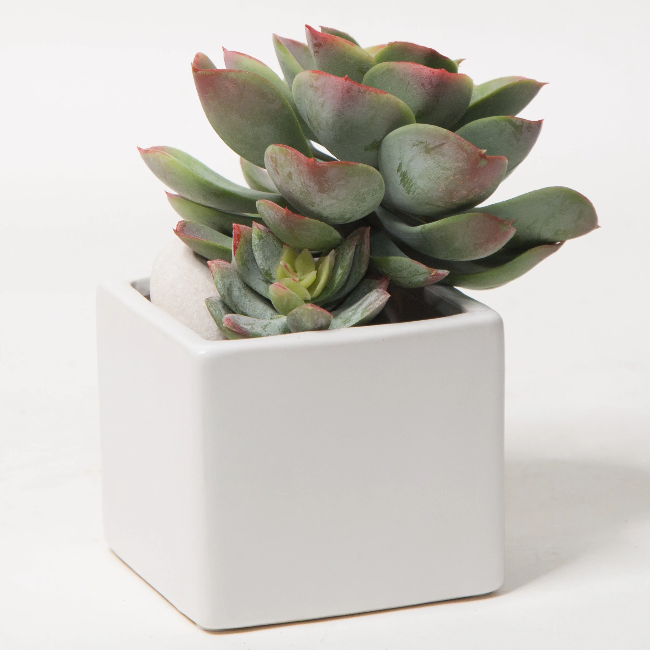 AC-SA017 WHITE CERAMIC VASE SUCCULENTS ARRANGEMENT