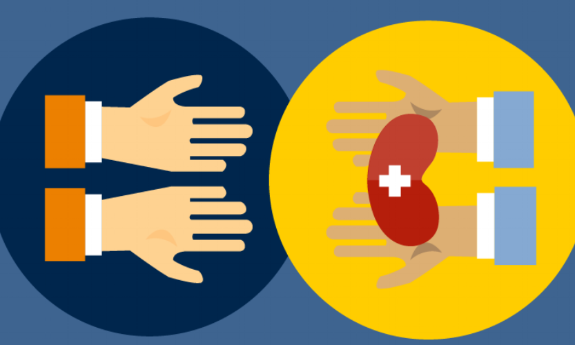 Learn more about kidney transplantation! A kidney transplant is a surgical procedure that places a healthy kidney from a live or deceased donor into a person whose kidneys no longer function properly. The kidneys are two bean-shaped organs located on either side of the spine just below the rib cage. Each one is about the size of a fist. Their main function is to filter and remove excess waste, minerals and fluid from the blood by producing urine. When your kidneys lose this filtering ability, harmful levels of fluid and waste accumulate in your body, which can raise your blood pressure and result in kidney failure (End-Stage Renal Disease (ESRD) or End-Stage Kidney Disease). ESRD occurs when the kidneys have lost about 90 percent of their ability to function normally. Common causes of ESRD include: -Diabetes. -Chronic, uncontrolled high blood pressure. -Chronic Glomerulonephritis—inflammation and eventual scarring of the tiny filters (glomeruli) within your kidneys. (MINE.) -Polycystic Kidney Disease. *People with ESRD need to have waste removed from their bloodstream via a machine (dialysis) or a kidney transplant to stay alive.*