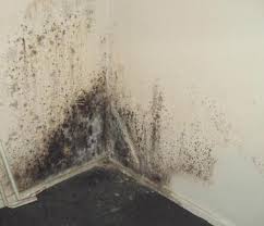 Mould from a leaking roof