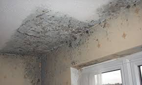 Mould on the ceiling
