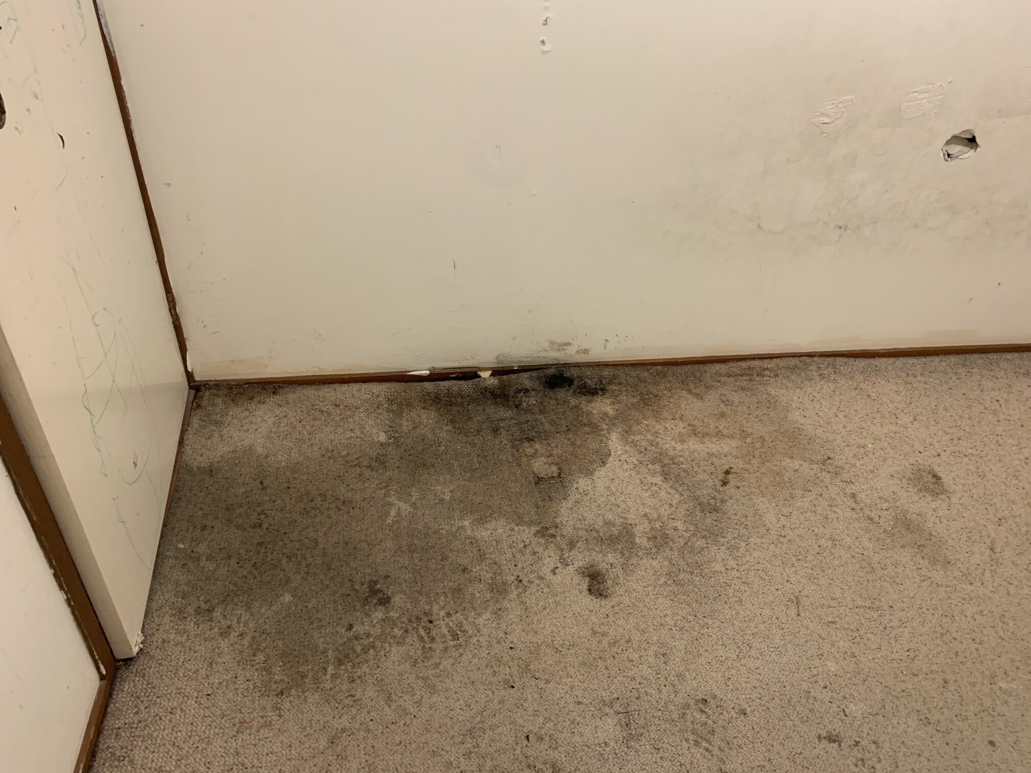 wet carpet from leaking shower.jpg