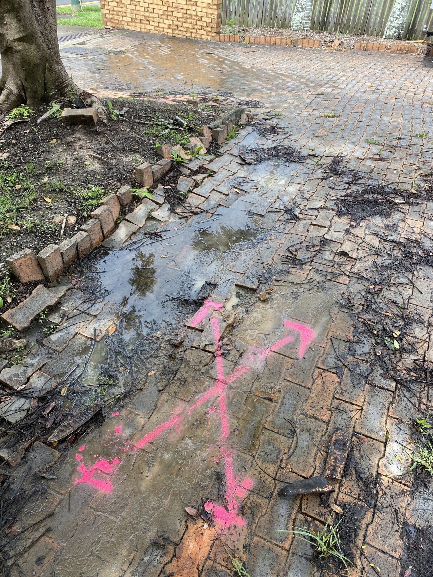 leak under pavers with tree near by.jpg
