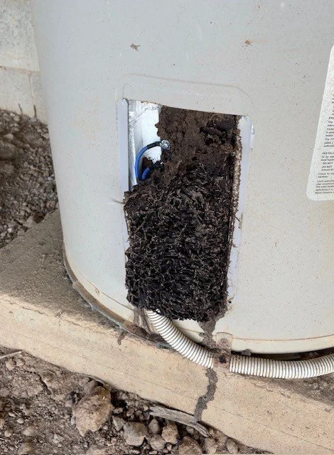 Ants in Your Hot Water System?