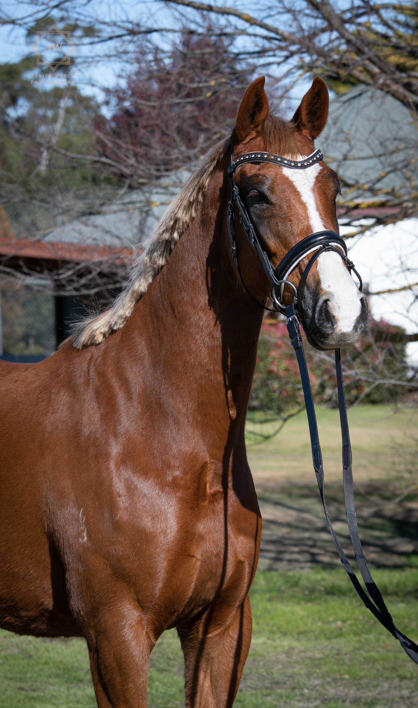 mare standing (1 of 1)-3.jpg