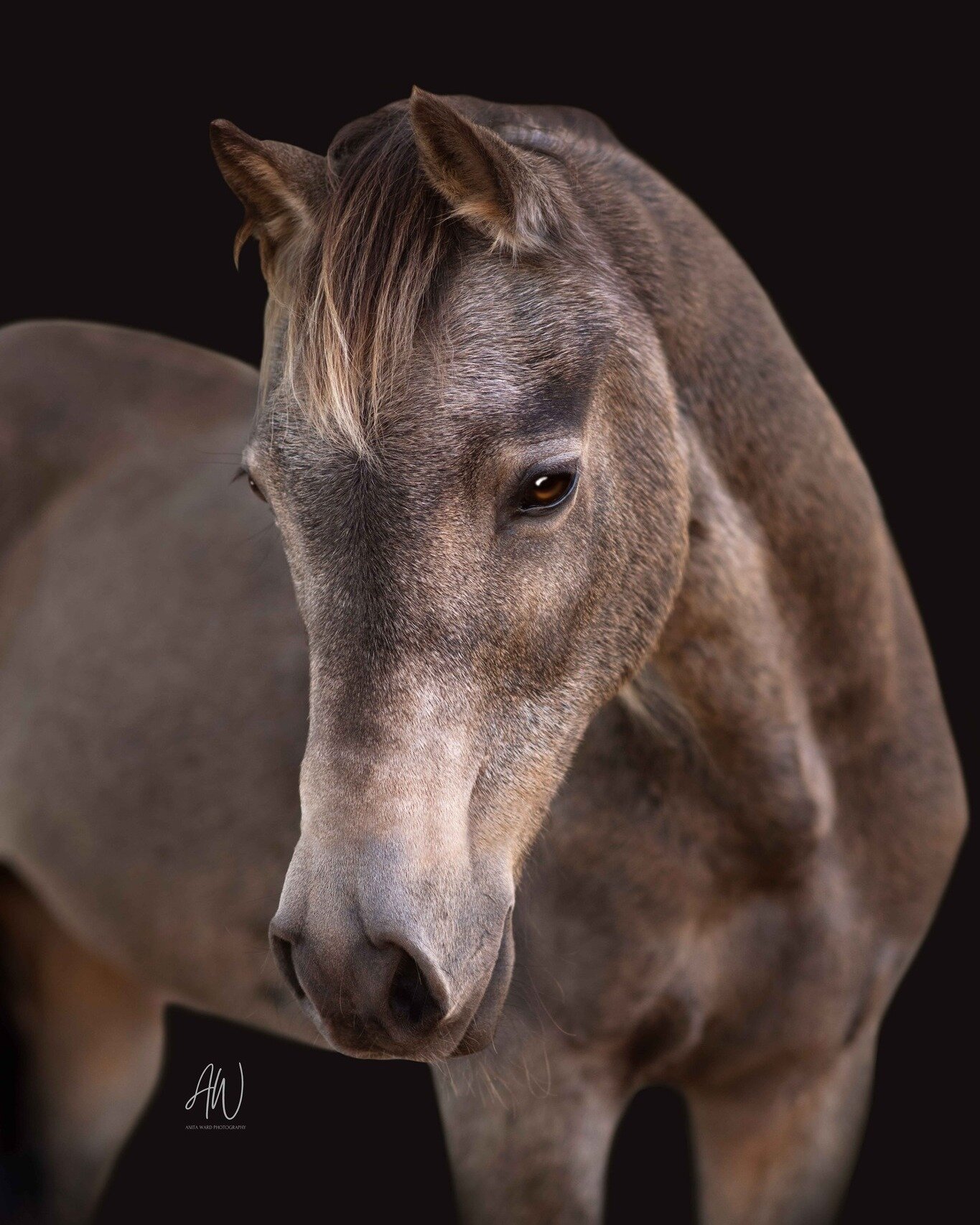 A very cute sneak peak for Noella, of her pony Mochaccino (or Milo for short).
⁣
I had the pleasure of photographing Milo, a 24-year-old Australian Riding Pony for Noella Sunday afternoon. Noella shared with me some personal remarks about Milo, and I