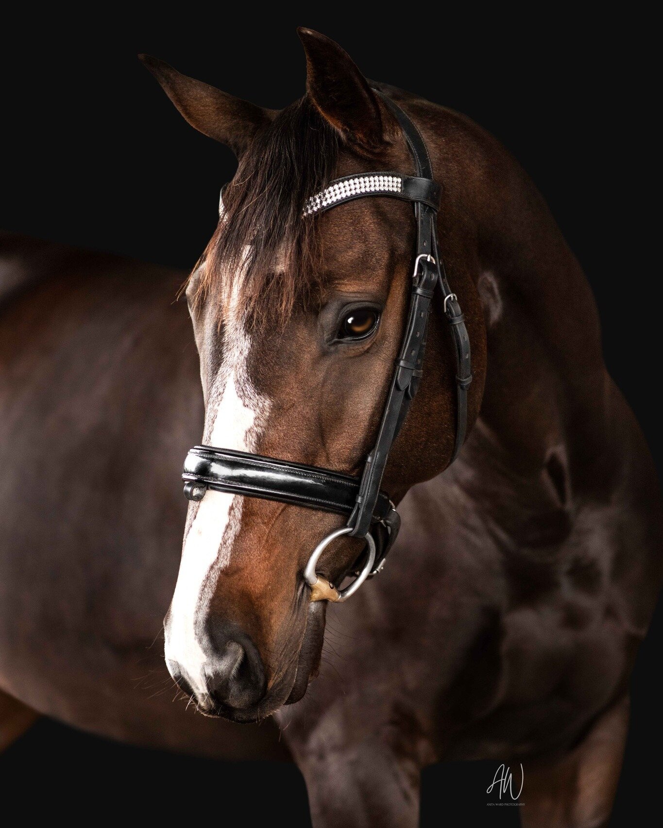 A very handsome sneak peak for Naomi, of her stock horse gelding Ballandown Commander.
⁣
On Sunday morning I had the pleasure of working with Naomi and her stock horse gelding, Ballandown Commander. Harry as he is known, is an absolute sweetheart. Na