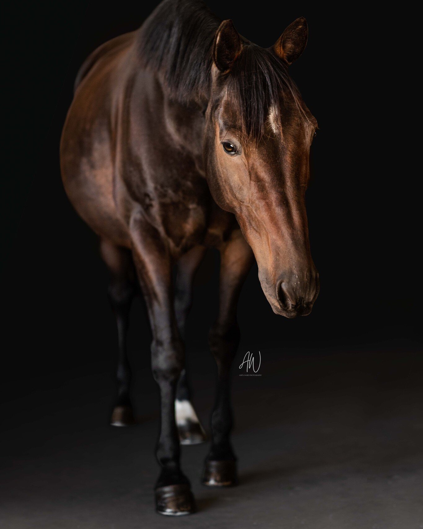 A cheeky sneak peak for Sara, of her Standardbred gelding Fl&oacute;ki 🖤
⁣
Monday was such a fun day! Aaron and I had the pleasure of meeting Sara and her Standardbred gelding Fl&oacute;ki for a black background session. As soon as I met Fl&oacute;k