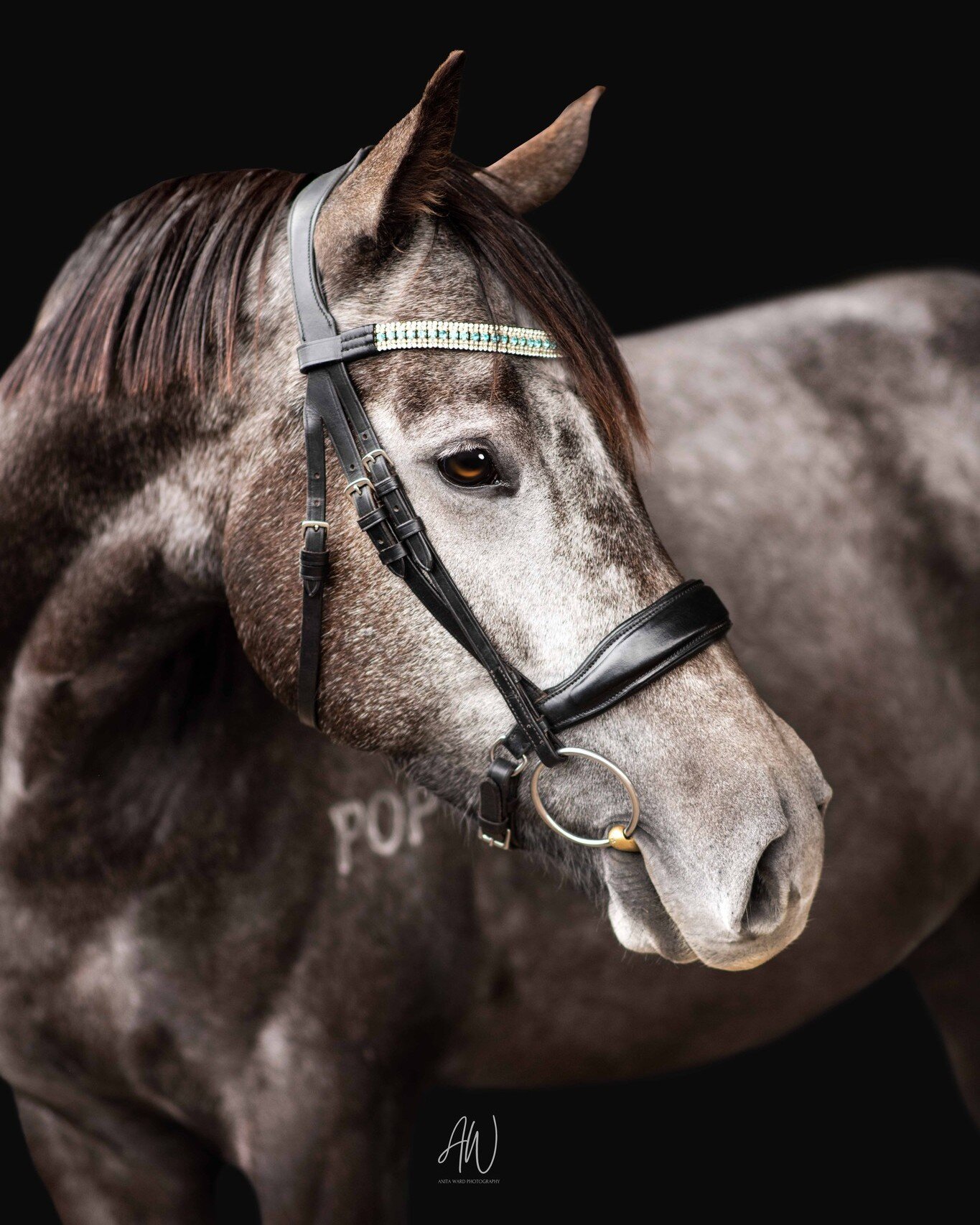 A very handsome sneak peak for Sophie, of her 5 yo TB gelding Koda from their black background session on Sunday at Danson.

Sophie shared with us that when she first met Koda, it was love at first sight. Koda had a troubled past, but Sophie was dete