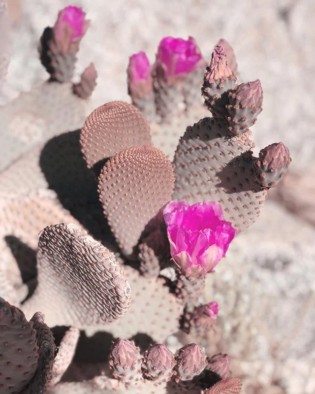the desert bloom is 🌞UNREAL🌻