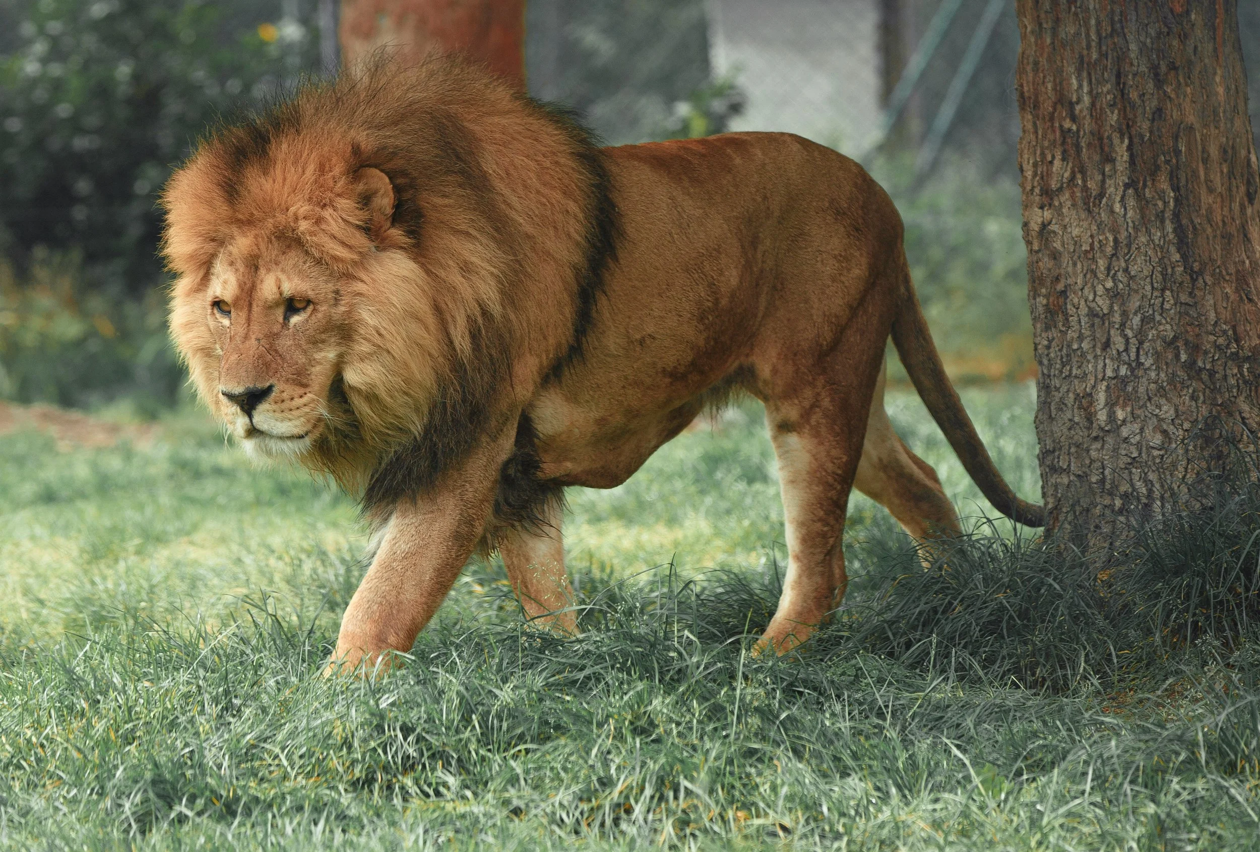 The Lion, the Witch, and the COVID-19 Pandemic