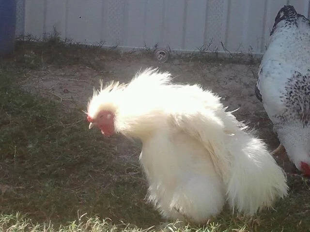 Suki The Real Warrior