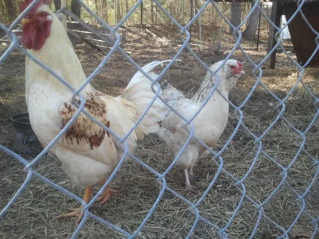 These Two Really Liked To Pose And Vogue