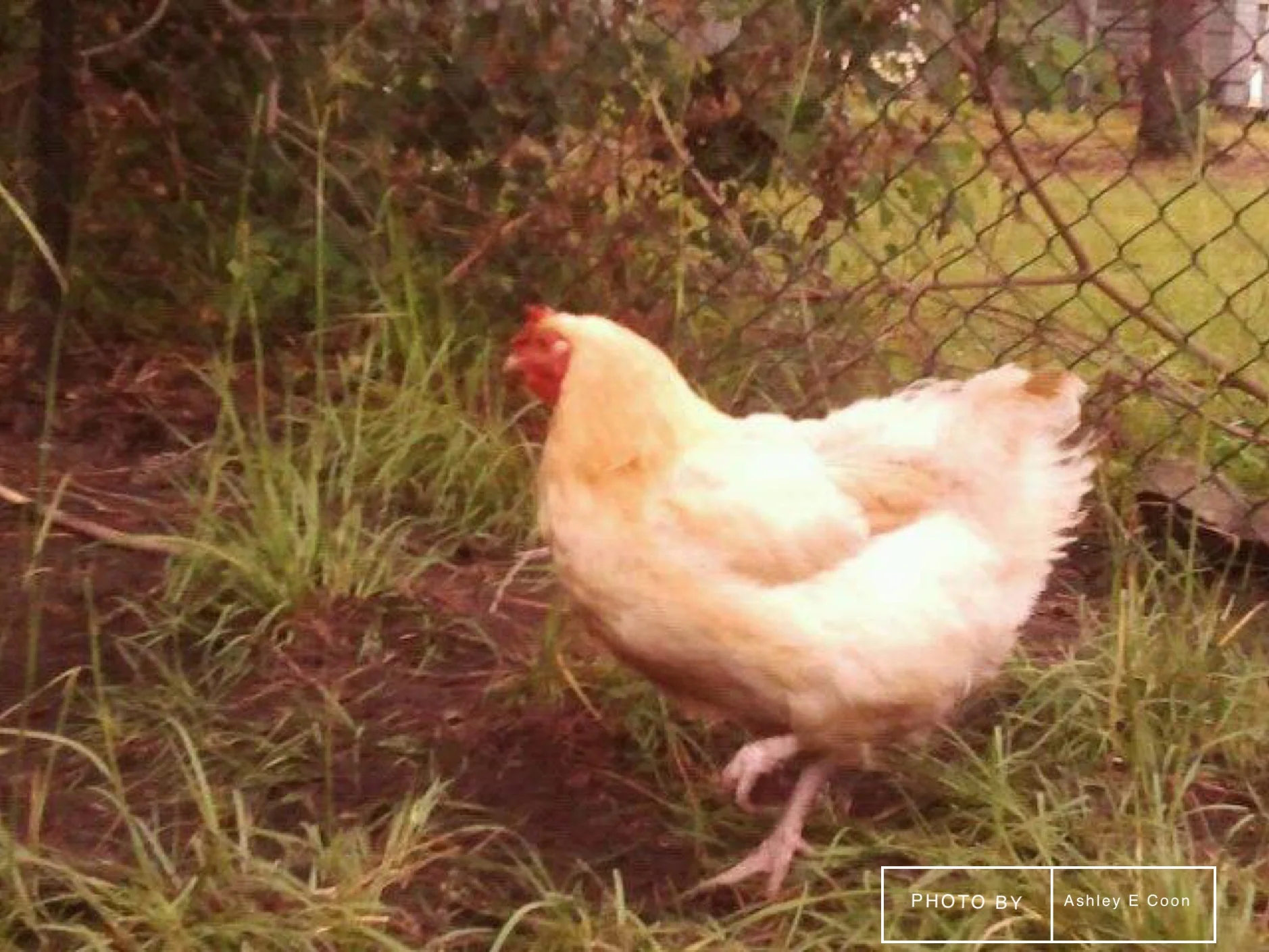Buff Orpington Hen