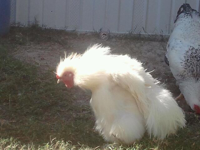 The Roar Of A Tiny Lion