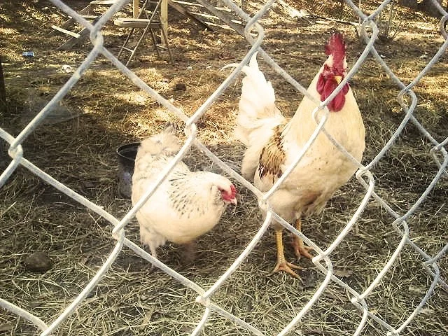 Mimi the Gold Sex Link Rooster and Grace the Easter Egger/Salmon Favorelle hybrid