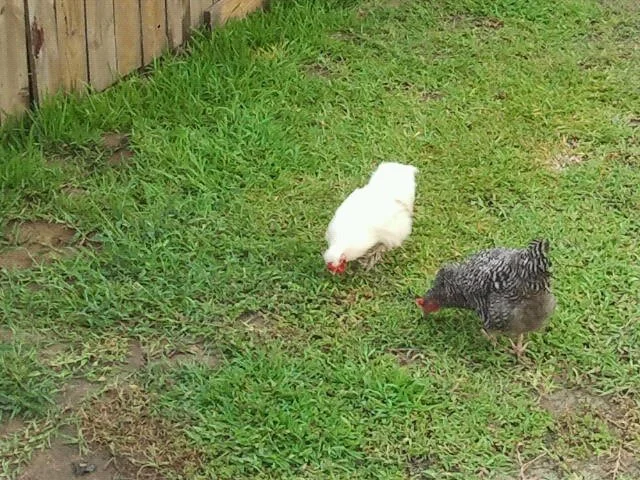 Suki and Coughy On A Lunch Date