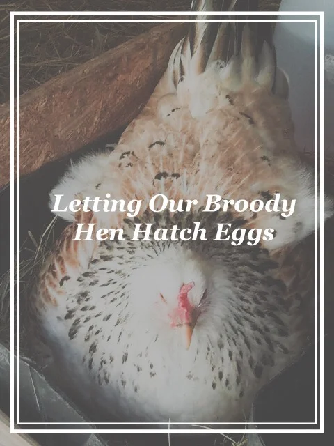 Should you let your hen brood and hatch chicken eggs?
