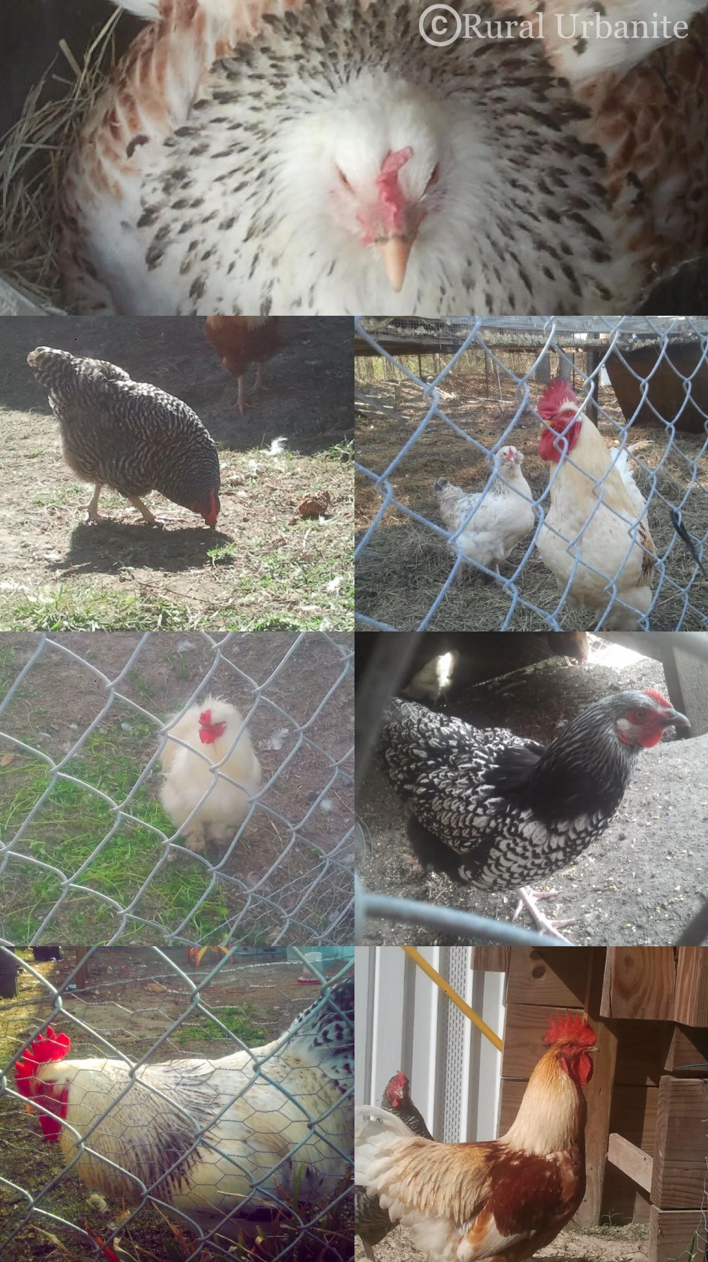 WHATS YOUR FAVORITE CHICKEN BREED!