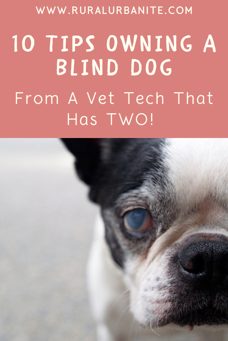 Blind Dog Tips, Care and Support √ How to Walk a Blind Dog?