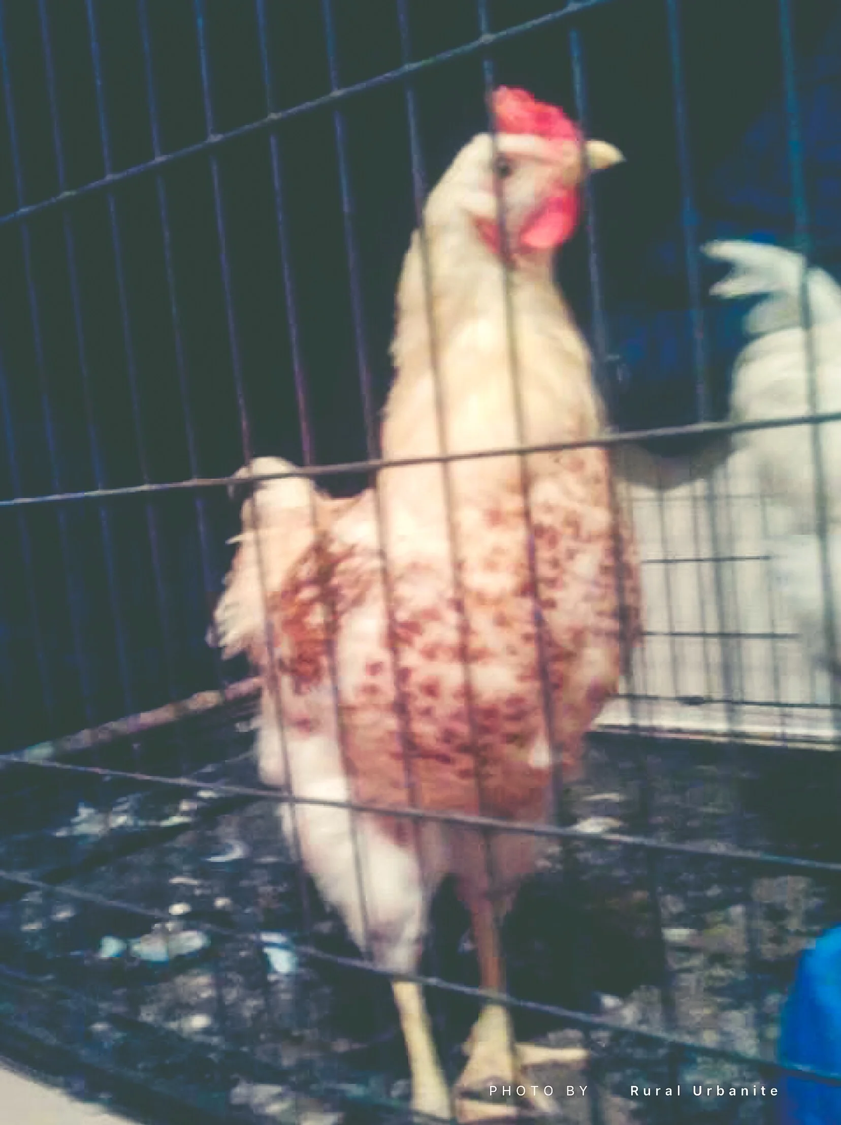 Cornelius. Born on the Farm. So Fancy and So Vicious.