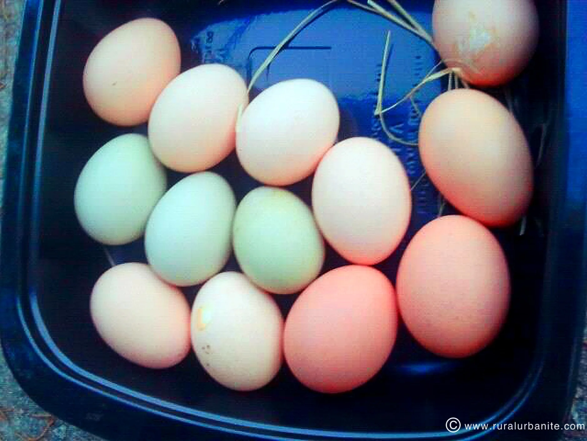 A Rainbow of Eggs!