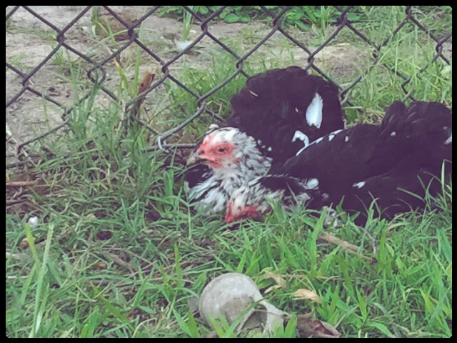 Mottled Cochin Bantams Chillin'