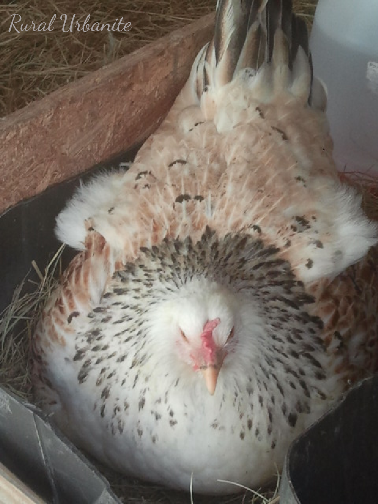 Lucille 2 The Easter Egger