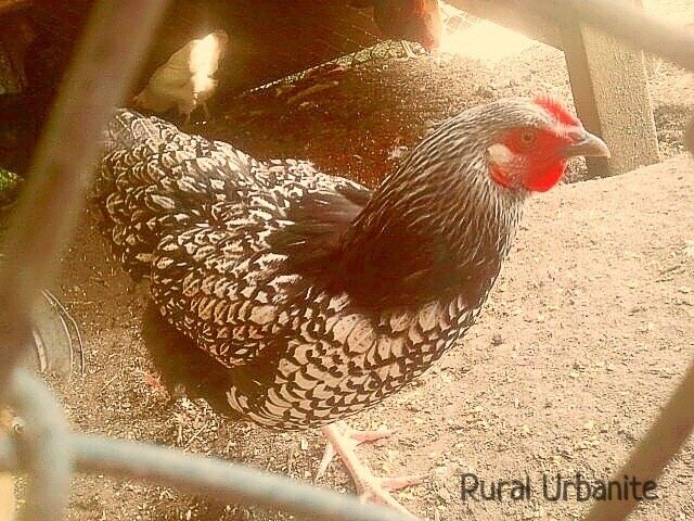 Silver Laced Wyandotte