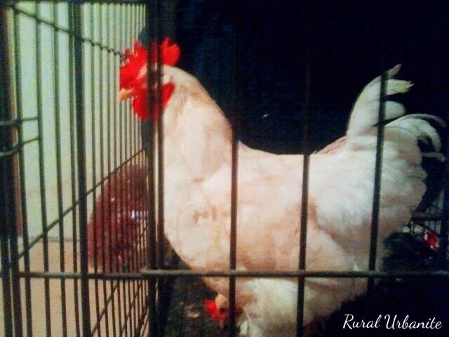 A Young Rooster is a Cockerel