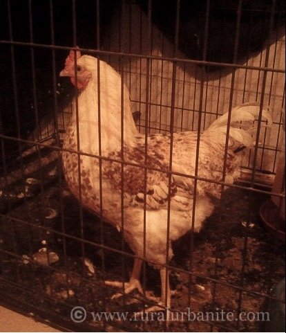 Cornelius Son of Lucille 2