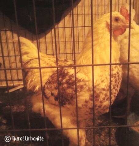 Young Cockerel Cornelius