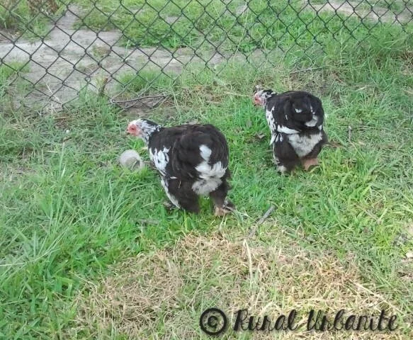 Mottled Cochin Bantam Duo