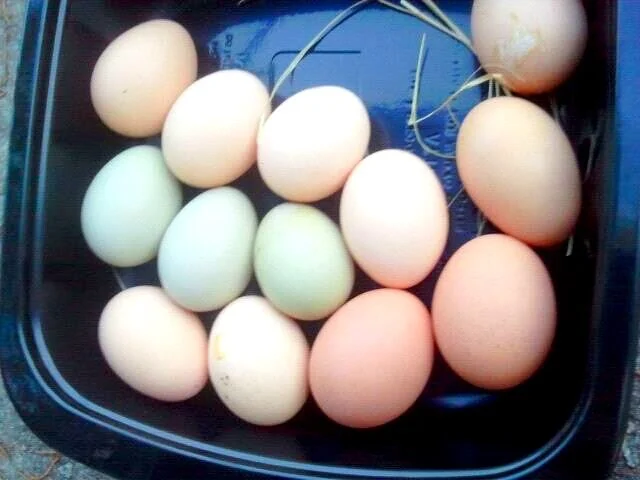 A Rainbow Of Eggs!