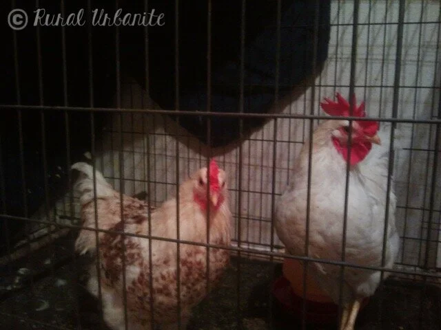 In the Clink--The Cockerel Brothers