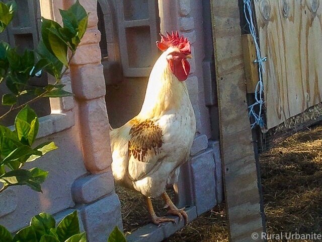 Beautiful Rooster Beautiful Day