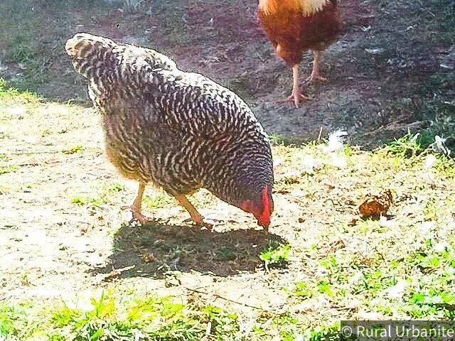Cuckooed Marans Hen