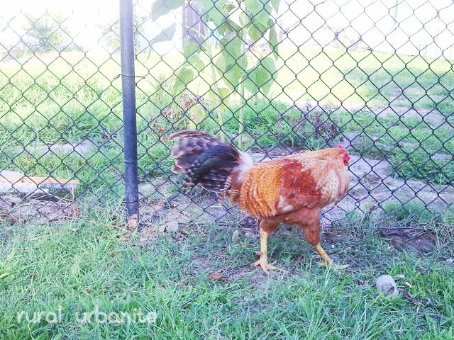 The Neighborhood Wild Gamecock