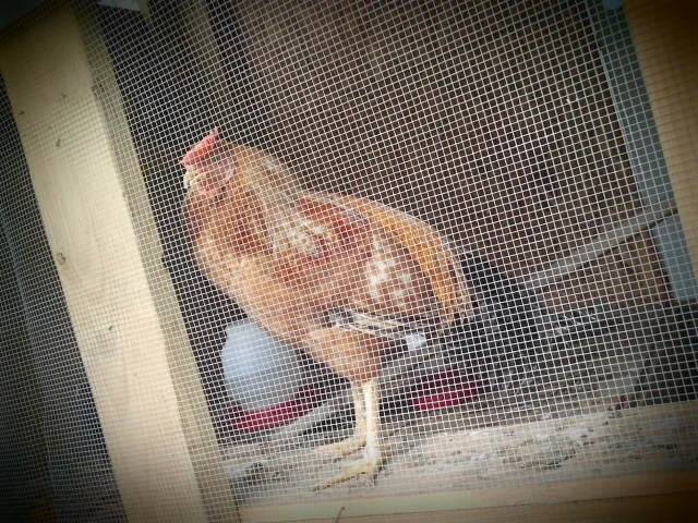 Wild Cock in His Coop