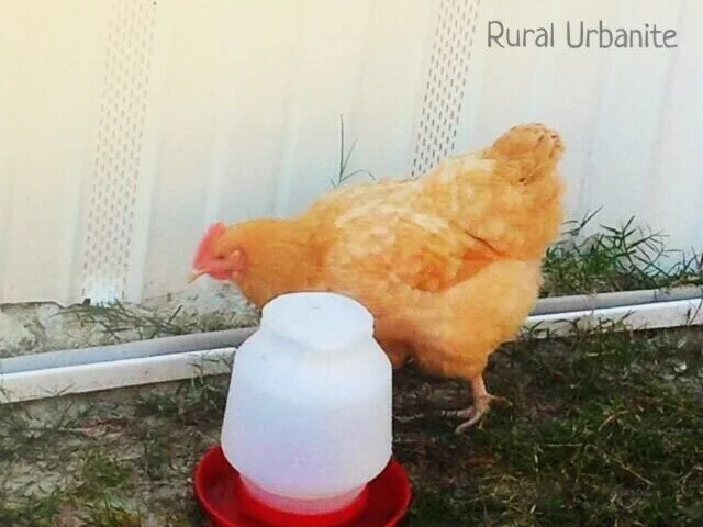 Buff Orpington 